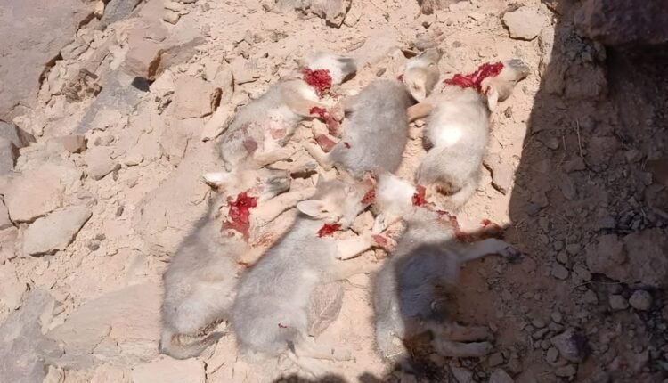 درك-مرزوكة-يفتح-تحقيقا-في-واقعة-ذبح-جراء-الذئاب-بالريصاني-نواحي-الرشيدية 