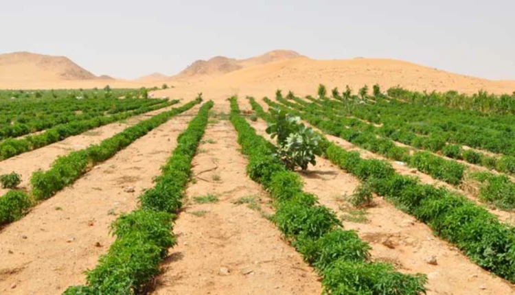 إفريقيا:-التربة-والفلاحة-والغابات-بين-التحديات-والفرص